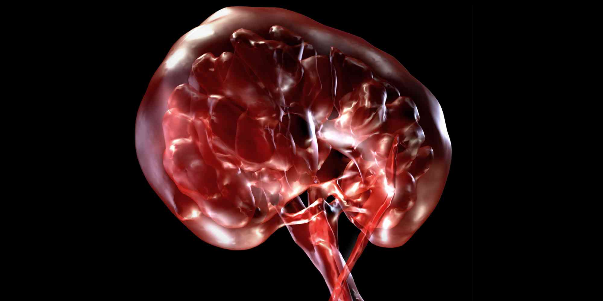 Render of a kidney developed by Dr John McGhee, from the 3D Visual Aesthetics Lab