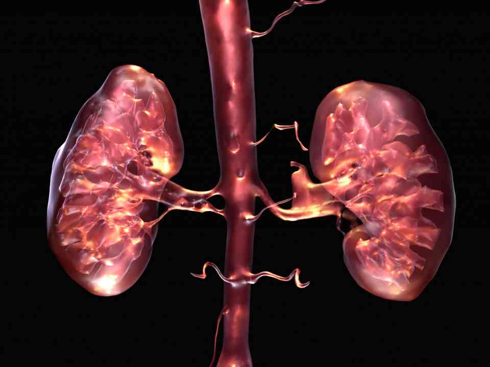 John McGhee&#039;s medical visualisations: kidneys